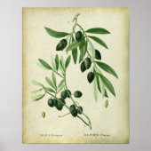 Olive Branch no. 11 Farmhouse Wall Decor Poster (Vorne)