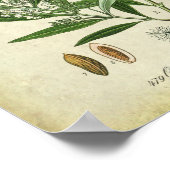 Olive Branches Nr. 2 Botanische Illustration Poster (Ecke)