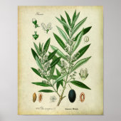 Olive Branches Nr. 2 Botanische Illustration Poster (Vorne)