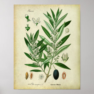 Olive Branches Nr. 2 Botanische Illustration Poster