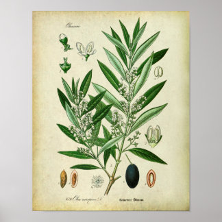 Olive Branches Nr. 2 Botanische Illustration Poster