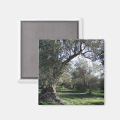 Olive Grove Greece Magnet (Vorderseite/Rückseite)