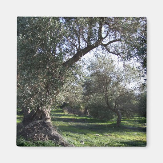 Olive Grove Greece Magnet (Vorne)
