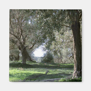 Olive Grove Magnet
