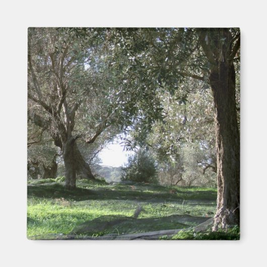 Olive Grove Magnet (Vorne)