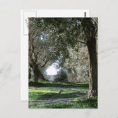 Olive Grove Postcard Postkarte (Vorne/Hinten)