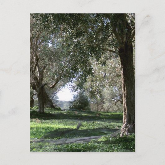 Olive Grove Postcard Postkarte (Vorderseite)
