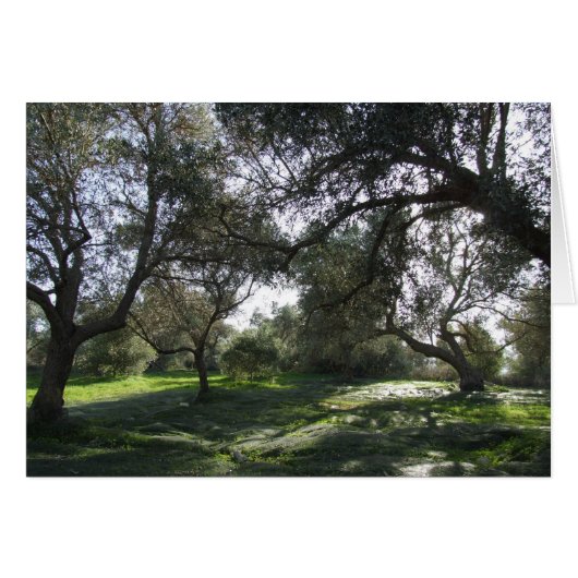 Olive Grove View Card (Vorderseite (Horizontal))
