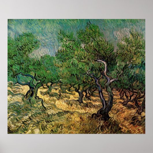 Olive Grove von Vincent van Gogh Poster (Vorne)