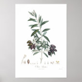Olive, Olea europaea Poster (Vorne)