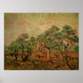 Olive Picking von Vincent van Gogh Poster (Vorne)
