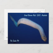Olive Sea Snake Postkarte (Vorne/Hinten)