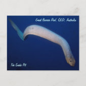 Olive Sea Snake Postkarte (Vorderseite)