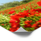 Olive tree in poppy field poster (Ecke)