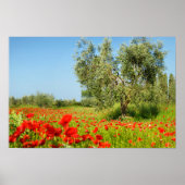 Olive tree in poppy field poster (Vorne)
