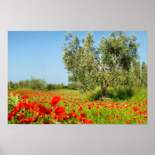 Olive tree in poppy field poster (Vorne)