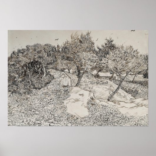 Olive Trees Sketch Poster (Vorne)
