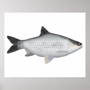 Olivenbarbe Poster