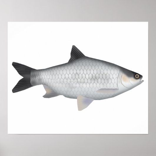 Olivenbarbe Poster (Vorne)