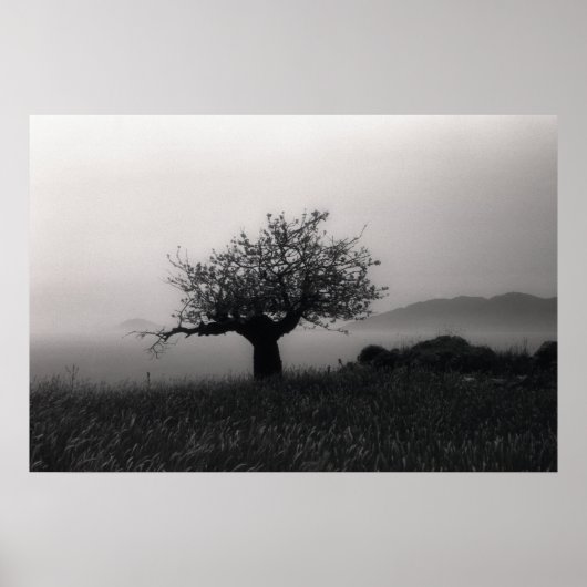 Olivenbaum am Meeresposter Poster (Vorne)