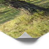 Olivenbaum auf der griechischen Insel Thassos Poster (Ecke)