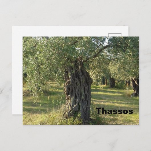 Olivenbaum auf der griechischen Insel Thassos Postkarte (Vorne/Hinten)