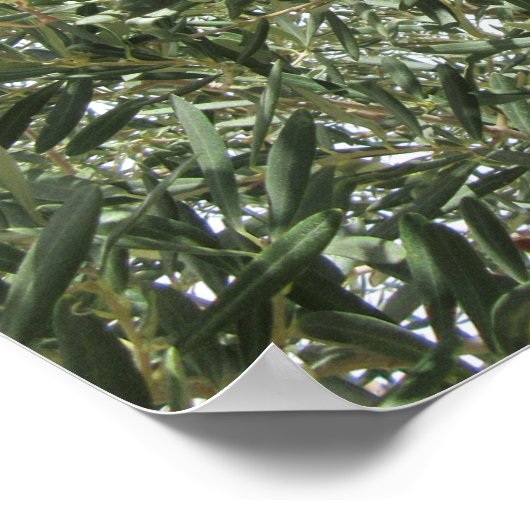 Olivenbaum-Blätter Poster (Ecke)