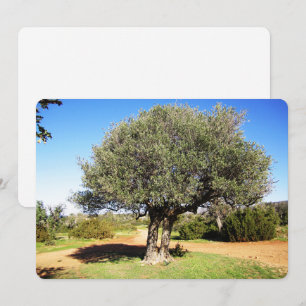 Olivenbaum Ferienkarte Feiertagskarte