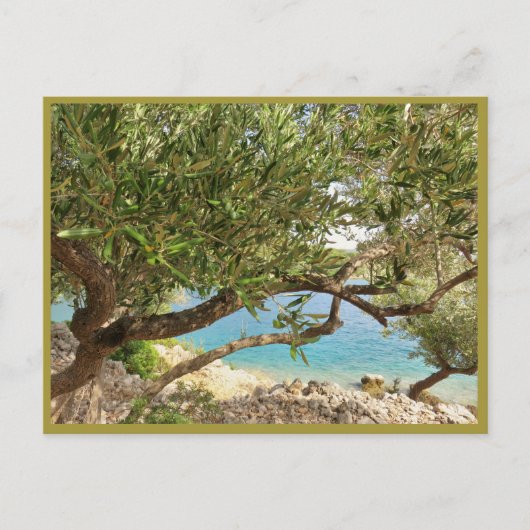 Olivenbaum im Mittelmeer Postkarte (Vorderseite)