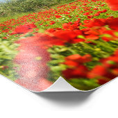 Olivenbaum im Mohnfeld-Foto Fotodruck (Ecke)