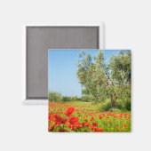 Olivenbaum im Mohnfeldmagneten Magnet (Vorderseite/Rückseite)