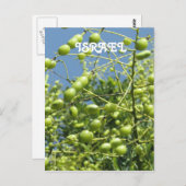 Olivenbaum in Israel Postkarte (Vorne/Hinten)