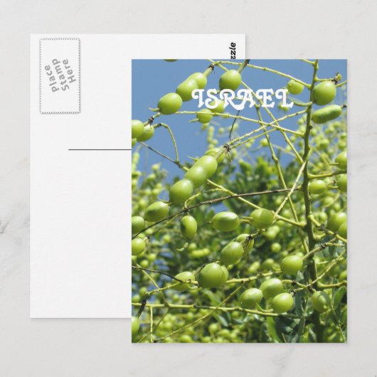 Olivenbaum in Israel Postkarte (Vorne/Hinten)