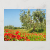 Olivenbaum in Mohnfeld-Postkarte Postkarte (Vorderseite)