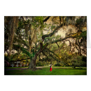 Olivenbaum in Pascagoula MS