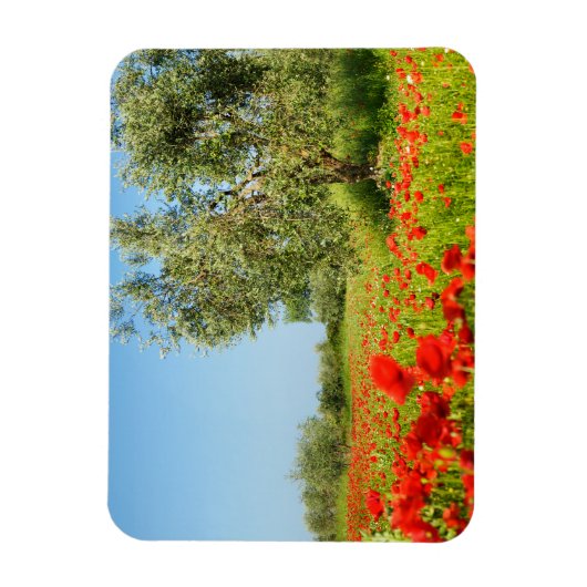 Olivenbaum in rechteckigem Mohnfeld Magnet (Vertikal)