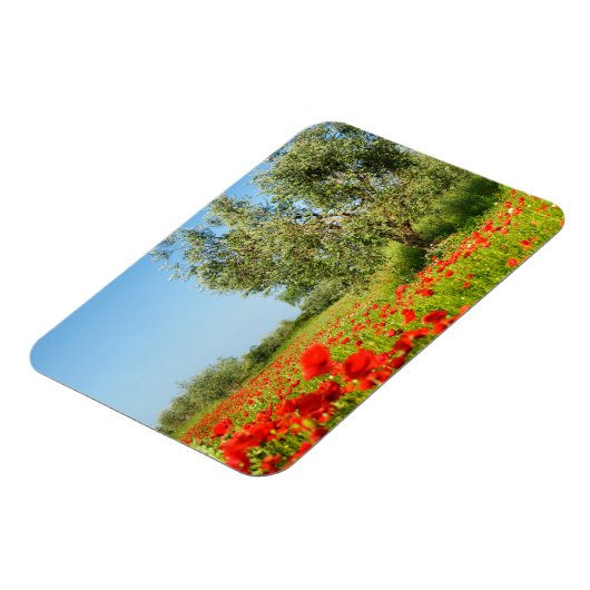Olivenbaum in rechteckigem Mohnfeld Magnet (Linke Seite)