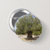 Olivenbaum Israels Button (Vorne & Hinten)