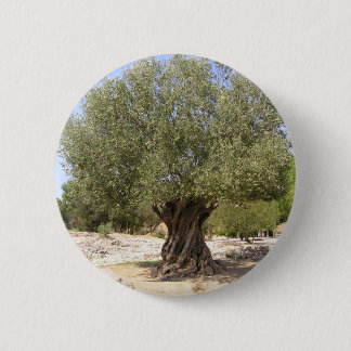 Olivenbaum Israels Button