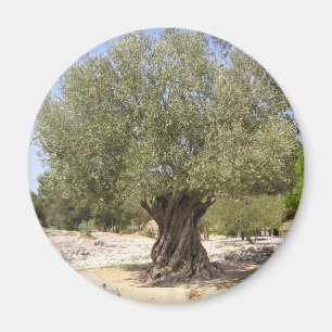 Olivenbaum Israels Magnet