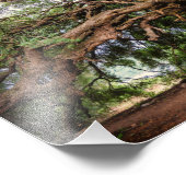 Olivenbaum Jeremiah 17:8 Poster (Ecke)