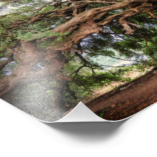 Olivenbaum Jeremiah 17:8 Poster (Ecke)