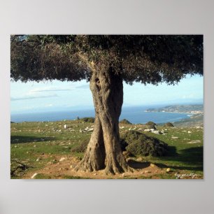 Olivenbaum Poster
