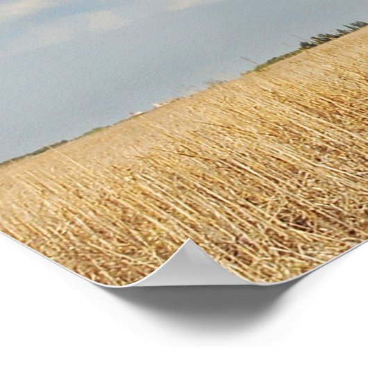 Olivenbaum Poster (Ecke)