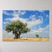 Olivenbaum Poster (Vorne)