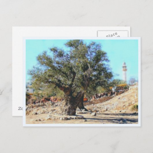 Olivenbaum Postkarte (Vorne/Hinten)