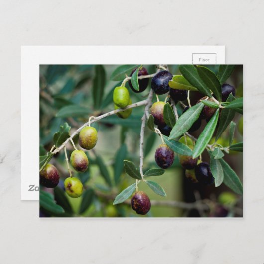 Olivenbaum Postkarte (Vorne/Hinten)
