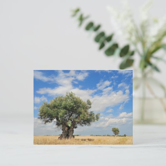 Olivenbaum Postkarte (Stehend Vorderseite)