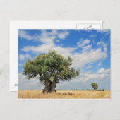 Olivenbaum Postkarte (Vorne/Hinten)