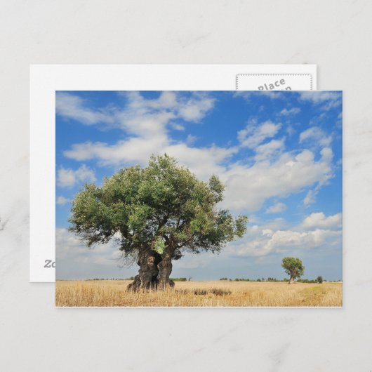 Olivenbaum Postkarte (Vorne/Hinten)
